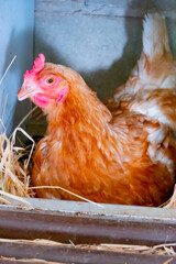 A hen is resting peacefully