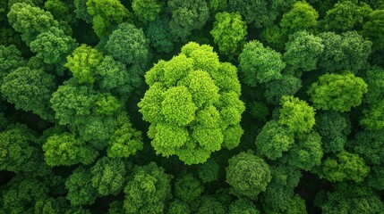 Naklejka premium A peaceful forest, with carbon credits growing like leaves on trees, symbolizing natural carbon offsetting