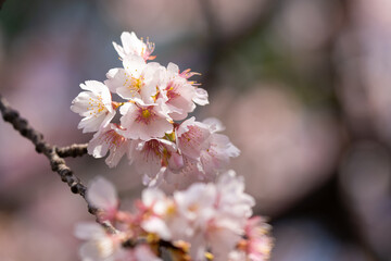 Cherry blossoms are delicate, pale pink or white flowers that bloom briefly in spring, symbolizing the fleeting beauty of life. Their soft petals create a dreamy landscape.