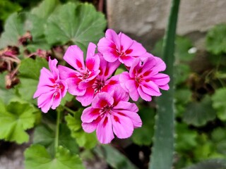 Fototapeta premium pink flowers in the garden