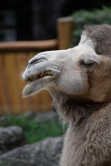 portrait of a camel