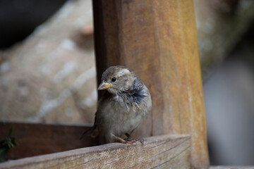 sparrow on a fence
