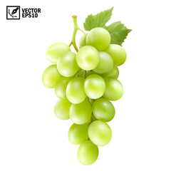 Realistic transparent isolated vector branch of green grapes