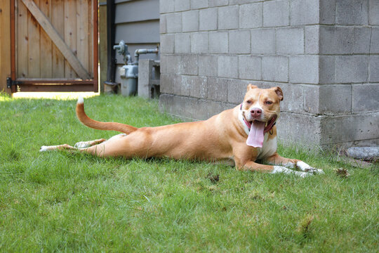Out of breath dog lying in shade in backyard. Large puppy dog stretched out on grass panting with open mouth and long tongue. Splooting or spread-eagle. Female Boxer Pitbull mix. Selective focus.