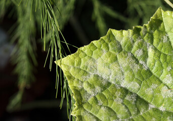 Powdery mildew on leaf, close up. White spores on top leave of eggplant in garden. Fungal disease...