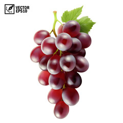Realistic transparent isolated vector branch of red grapes