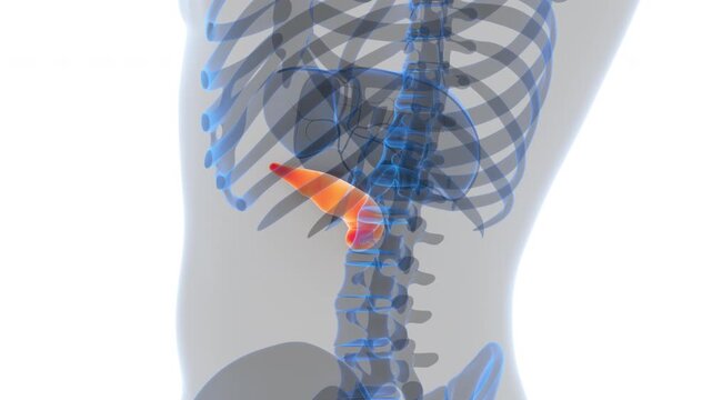 Human Internal Organ Pancreas Anatomy Animation Concept