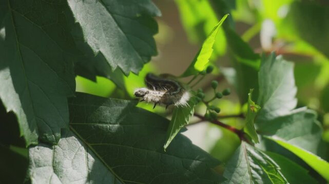 A hairy caterpillar crawls on grape leaves. close-up. Reaching for the camera