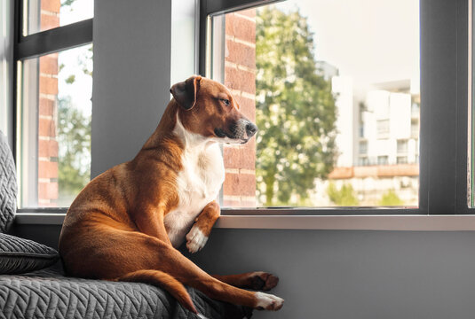 Curious dog looking out of window in funny position. Relaxed puppy dog sitting with paw on window sill watching the neighborhood. Funny dog sitting position. Female Harrier mix dog. Selective focus.