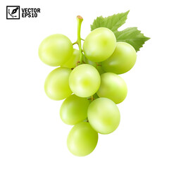Realistic transparent isolated vector branch of green grapes