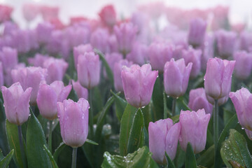 Blooming Tulips and water droplets on its petals blooms in the garden.