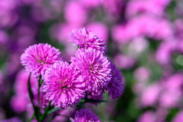 Purple Aster flower that blooms beautifully in a garden.