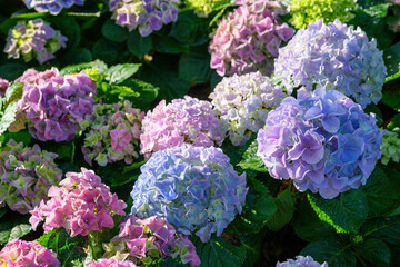 Blooming Hydrangeas flowers in the garden at Chiang Mai, Thailand.