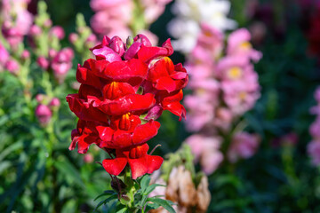 Fototapeta premium Antirrhinum majus dragon flower also known as Snap Dragons is blooming in the garden.