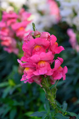 Antirrhinum majus dragon flower also known as Snap Dragons is blooming in the garden.
