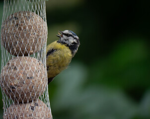 Naklejka premium Bluetit eating on a Birdfeeder in northern Germany with food in its beak