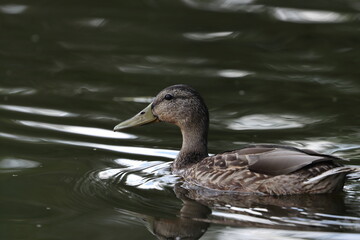 Wild ducks in a city pond