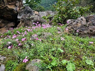 flowers on the rocks