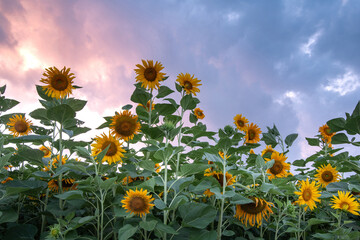 Sunrise view of sunflowers on the garden against glow in the sky in summer near Gyeongju-si, South Korea