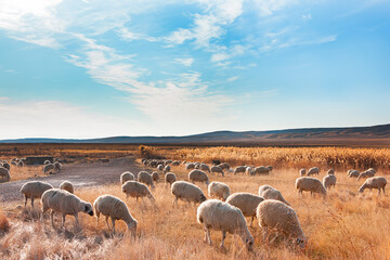 Herd of sheep grazing in a hill at Dramatic sunset sky 