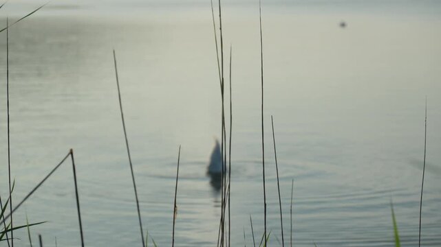 Bodensee