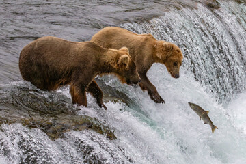 Katmai National Park - Bears and Salmon at Brooks Falls