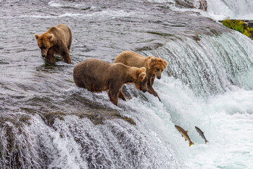 Katmai National Park - Bears and Salmon at Brooks Falls