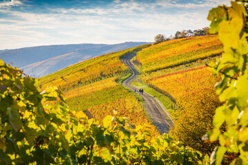 Blick auf den Rotweinwanderweg mit herbstlichen Farben im Ahrtal bei Bad Neuenahr-Ahrweiler