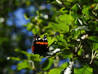  Vanessa atalanta on an apple tree leaf..J
