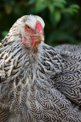 close up of a chicken