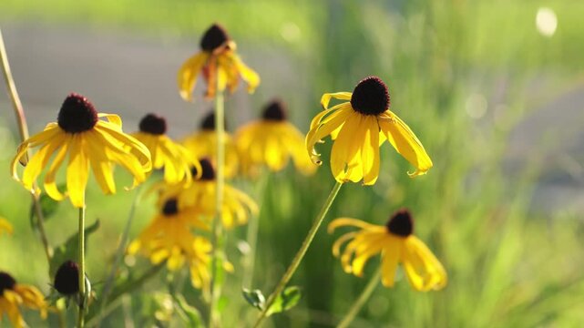 Black-eyed Susan Plant. Rudbeckia hirta - yellow flower plant. A field of yellow black-eyed susans blooming in the summer sun.