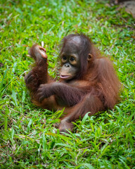 Pongo pygmaeus Borneo orangutans 