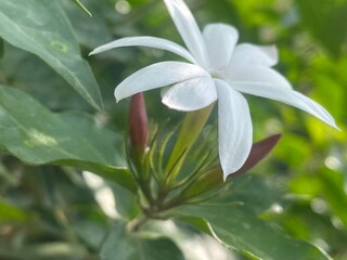 flowers,red,yellow,plants,moth