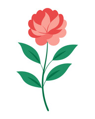 Peony plant vector illustration 