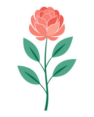 Peony plant vector illustration 