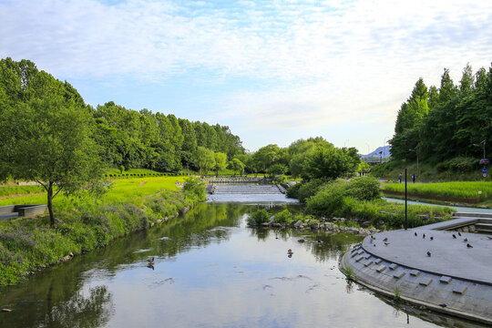 Daechi-dong, Gangnam-gu, Seoul, South Korea - May 26, 2022: High angle view of water of Yangjaecheon Stream with trail and weeping willow in summer
