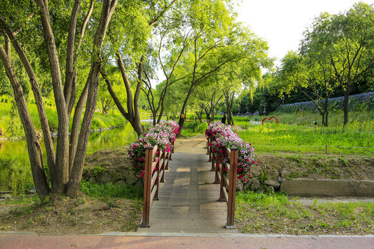 Daechi-dong, Gangnam-gu, Seoul, South Korea - May 26, 2022: Summer view of wood bridge with pink petunia flowers on flowerpot and weeping willow near Yangjaecheon Stream