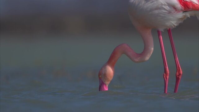 A Greater Flamingo walking in the water looking for food