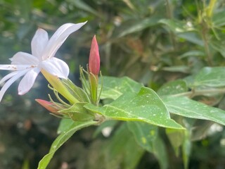 Obraz premium animals,animal,birds,bird,nature,yak,flowers,plant