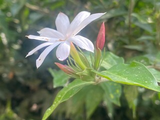 Fototapeta premium flowers,red,yellow,plants,moth