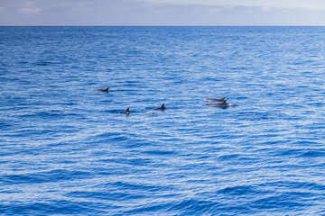 Family of dolphins in the ocean