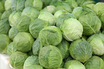 Fototapeta premium Freshly picked cabbages from the farm are lined up and ready for sale at the market. Fresh green cabbage from the garden.