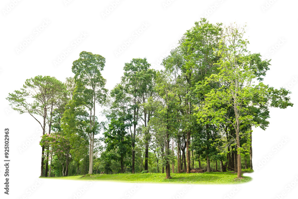 Canvas Prints orest of trees with a white background