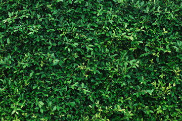 lush green bush with many leaves