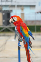 Scarlet macaw parrot bird standing on long bar.
