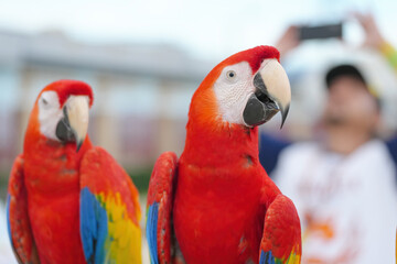 close up of Scarlet macaw parrot bird 