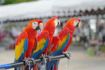 Scarlet macaw parrot bird standing on long bar.