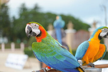 Catalina macaw ara parrot bird standing on long bar.
