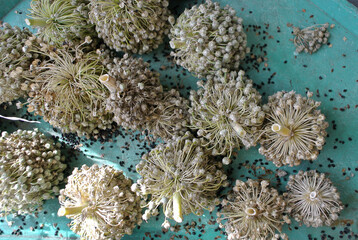 Dry onion seeds, natural background.