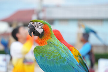 Catalina macaw ara parrot bird standing on long bar.
